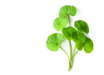 Close-up of plant against white background