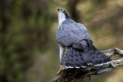 Close-up of bird perching on wood