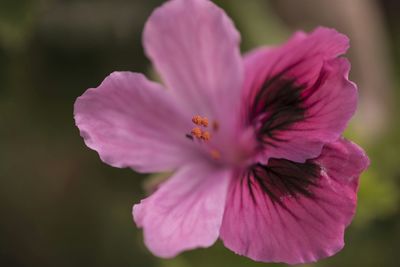 Close-up of pink flower