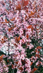 Close-up of cherry blossom tree