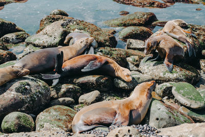 Seal relaxing on rock at sea