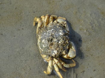 Close-up of crab on sand