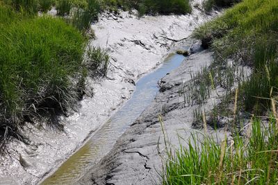 High angle view of plants growing on land