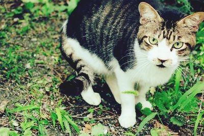 Close-up of cat sitting outdoors