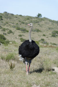 A bird on a field