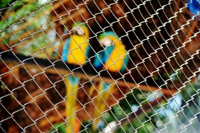 View of parrots in cage