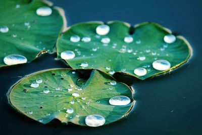 Close-up of water drops on leaves