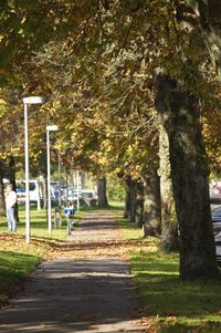 Road passing through park