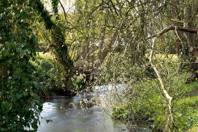 Stream in forest