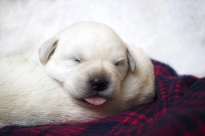 Close-up of puppy sleeping