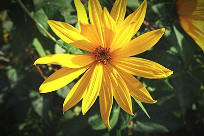 Macro shot of yellow flower