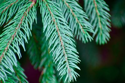 Close-up of fresh evergreen needles