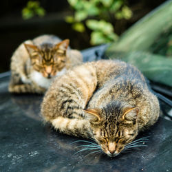 Close-up of a sleeping cat