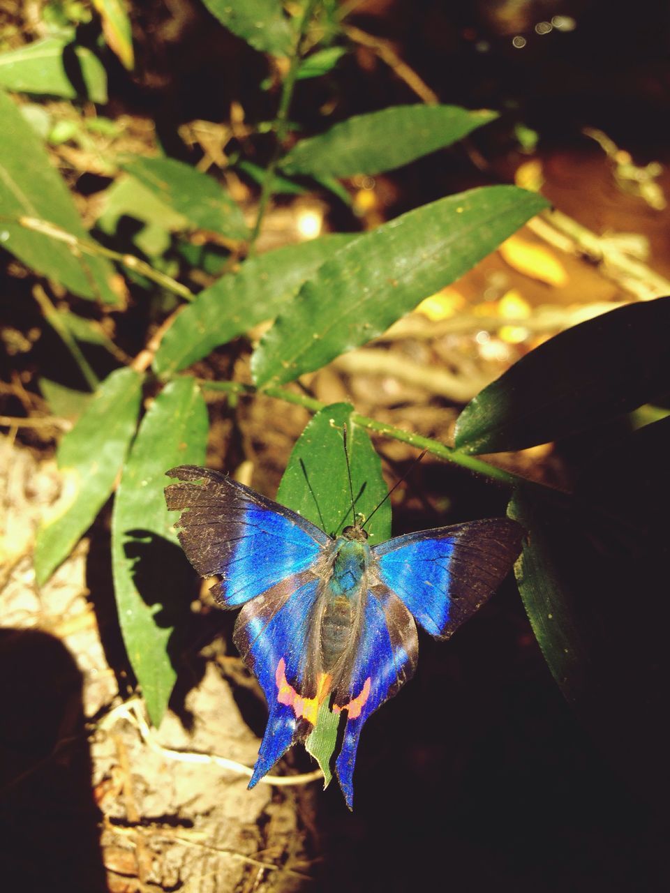 one animal, animal themes, animals in the wild, wildlife, close-up, insect, nature, focus on foreground, beauty in nature, butterfly - insect, natural pattern, purple, leaf, butterfly, plant, outdoors, animal markings, day, full length, fragility