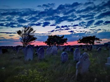 Trees on field against sky at sunset