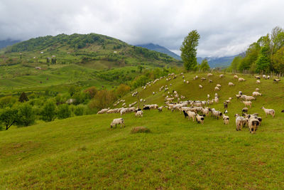 Flock of sheep on grassy field against sky