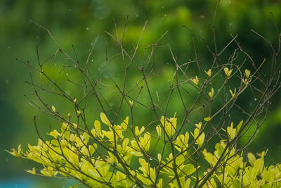 Close-up of yellow flowering plant