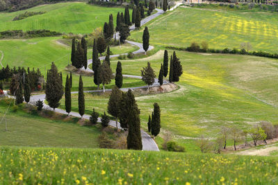 Scenic view of agricultural field