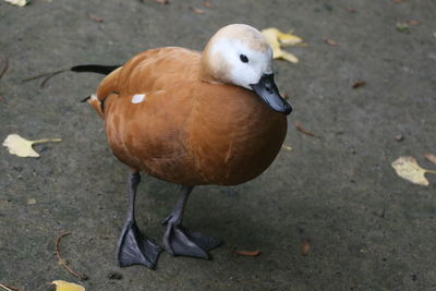 High angle view of duck on land