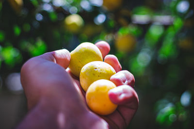 Close-up of hand holding fruits