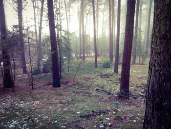 Trees in forest