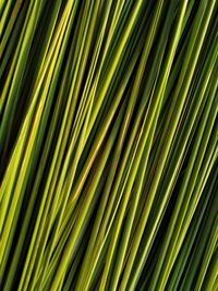 Full frame shot of palm leaf