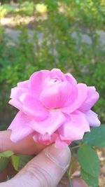 Cropped image of woman holding pink flower