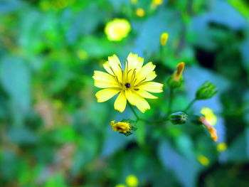 Close-up of yellow flowering plant