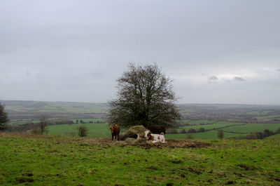 Horses in a field