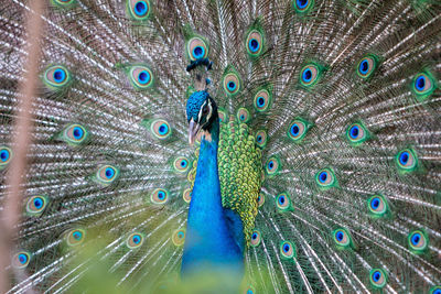 Close-up of peacock