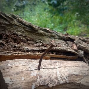 Close-up of lizard on tree trunk in forest