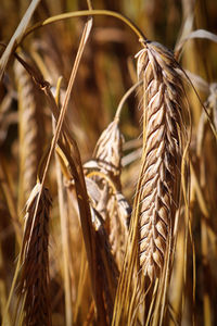 Close-up of stalks in field