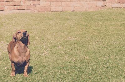 Dog sitting on field