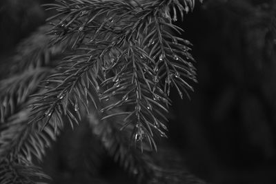 Close-up of wet plant