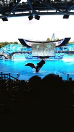 Man swimming in aquarium