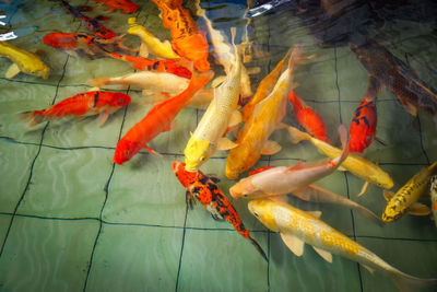 View of koi carps swimming in sea