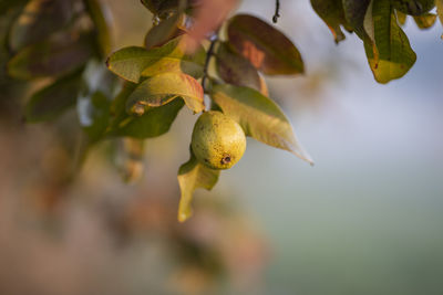 Guava leaves on the tree in an organic tropical garden.