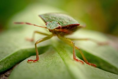 Close-up of insect on leaf