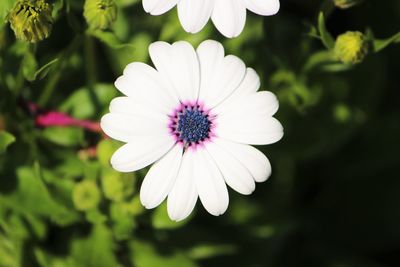 Close-up of white flower blooming outdoors