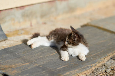 Kitten resting on wooden plank 