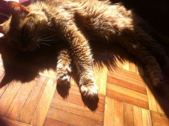 Close-up of cat resting on floor