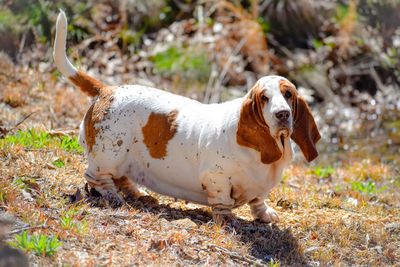Bassett hound on field