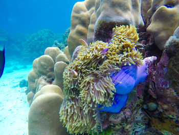 Close-up of coral in sea