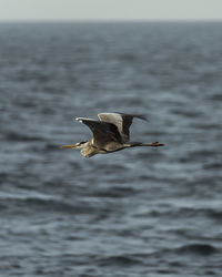 Seagull flying over sea