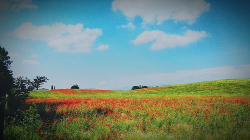 Scenic view of grassy field against sky