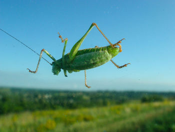 Close-up of insect