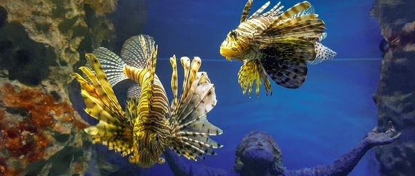 Close-up of fish swimming in sea