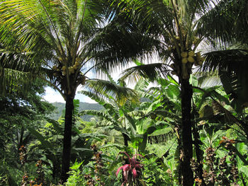 Palm trees in forest