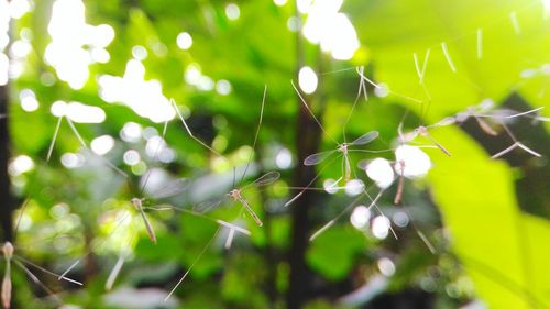 Close-up of spider web on tree