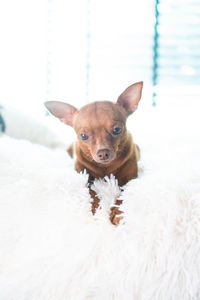 Portrait of dog on bed